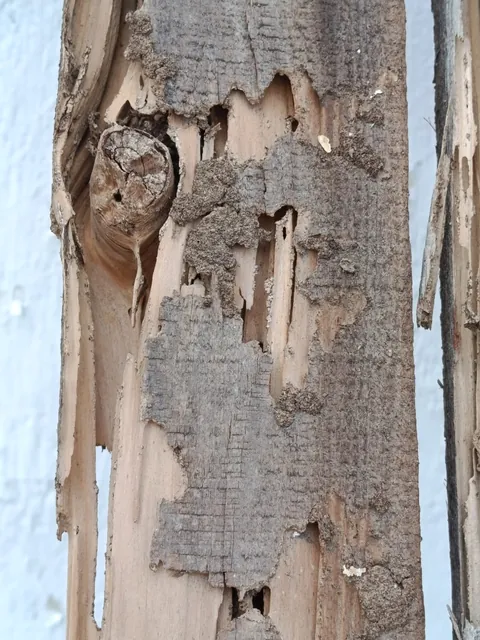 Túneles de tierra sobre madera estructural
